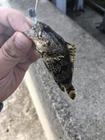 久しぶりの根魚