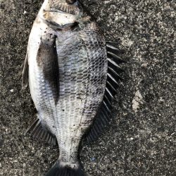 イチノ兄弟、釣果!