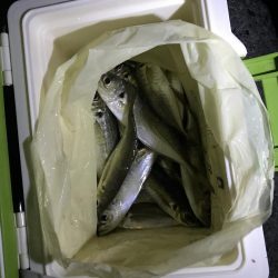 ぼちぼち釣行
