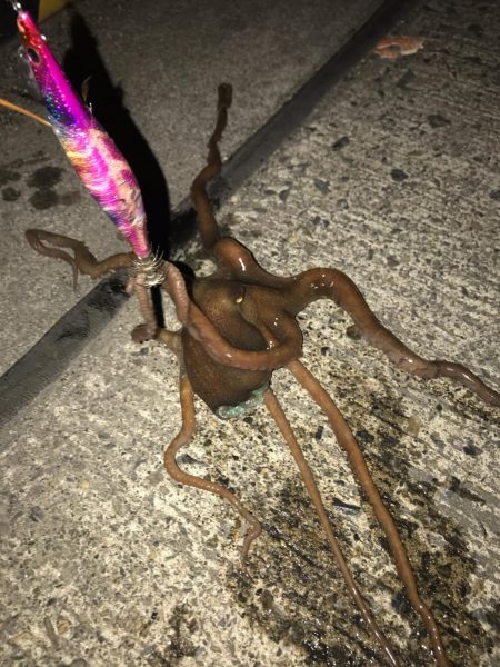 アジング、エギング