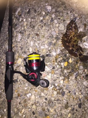 今日もフロート！