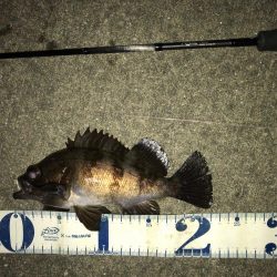 強風の中のワンチャン