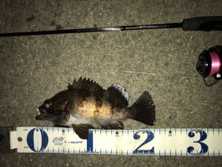 強風の中のワンチャン