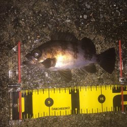 今日は、良く釣れました！