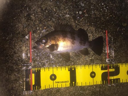 今日は、良く釣れました！