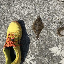 花見カレイ前線  1分咲き