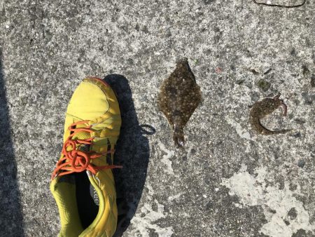 花見カレイ前線  1分咲き