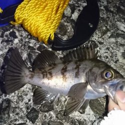 メバリング日和!