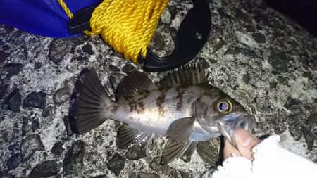 メバリング日和!