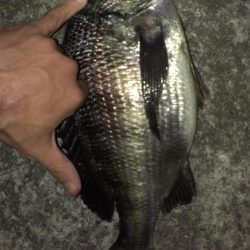 残ったアオイソメで