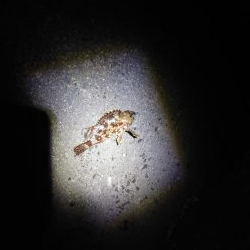 再びメバリング