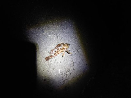 再びメバリング