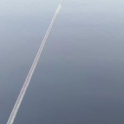 いわしフィーバー