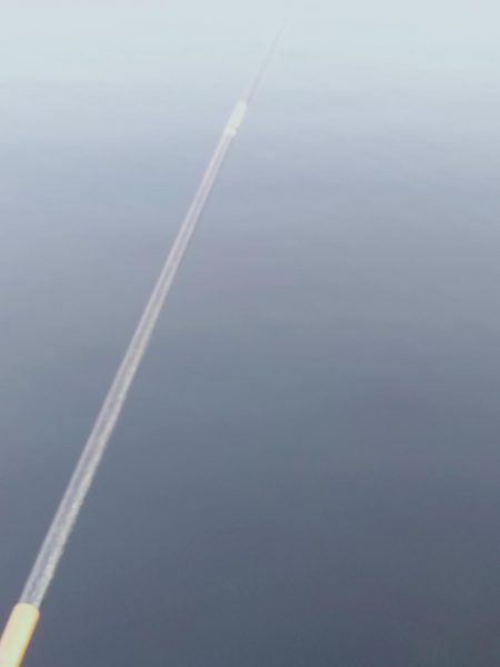 いわしフィーバー