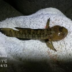 南港カモメ大橋ヘチ釣行 (南港 4月中旬~ 根魚 釣果有り)