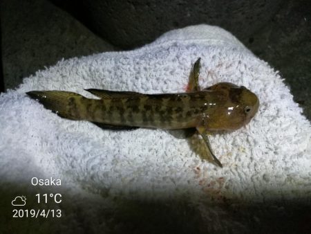 南港カモメ大橋ヘチ釣行 (南港 4月中旬~ 根魚 釣果有り)