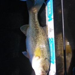 引き続きちょい爆