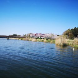 ブタバス捕獲！