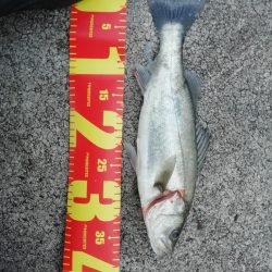 初サゴシ!! 場所:ヒント平田周辺