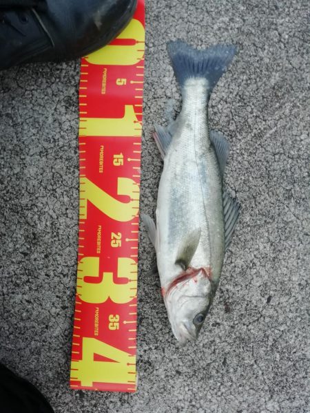 初サゴシ!! 場所:ヒント平田周辺