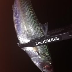 メバリング最高!