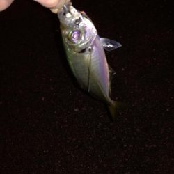 春のメバリング