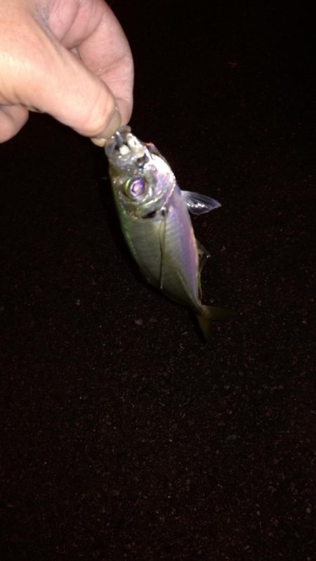 春のメバリング