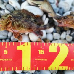 メバリング中に不意の大物