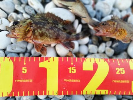 メバリング中に不意の大物