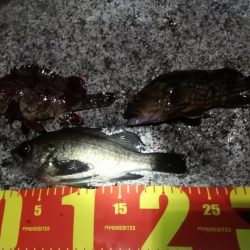 悪条件メバリング