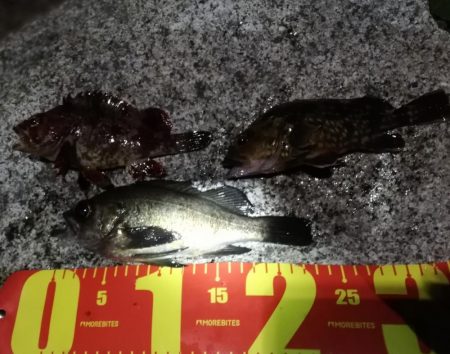 悪条件メバリング