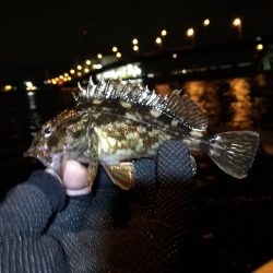 南港カモメ大橋ヘチ釣行 （南港 4月下旬20日～ 安定の根魚 釣果有り）