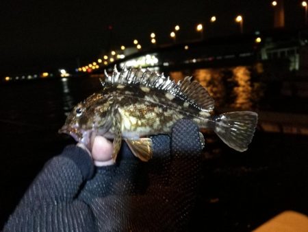 南港カモメ大橋ヘチ釣行 （南港 4月下旬20日～ 安定の根魚 釣果有り）