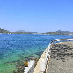 キスがそろそろ釣れ始めています。