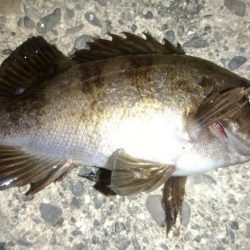 白浜パンダツアー