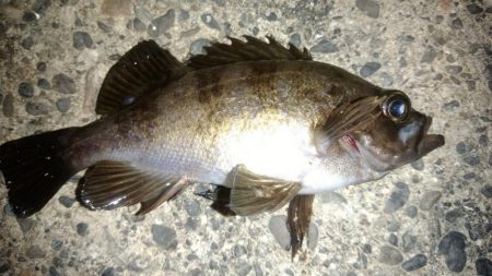 白浜パンダツアー