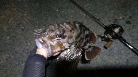 南港カモメ大橋ヘチ釣行 (21日大潮~ メバル、ガシラ 釣果有り)