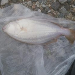 またまたソゲが1枚