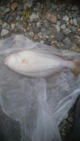 またまたソゲが1枚