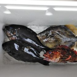 グレ・サンコ・釣れ出す・・