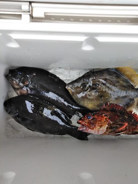 グレ・サンコ・釣れ出す・・