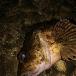ロックフィッシュねらいでデカガシラ