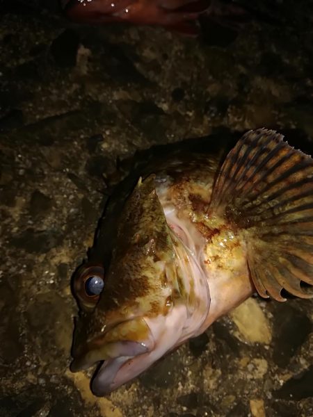 ロックフィッシュねらいでデカガシラ