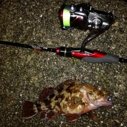 アジングのつもりでしたが