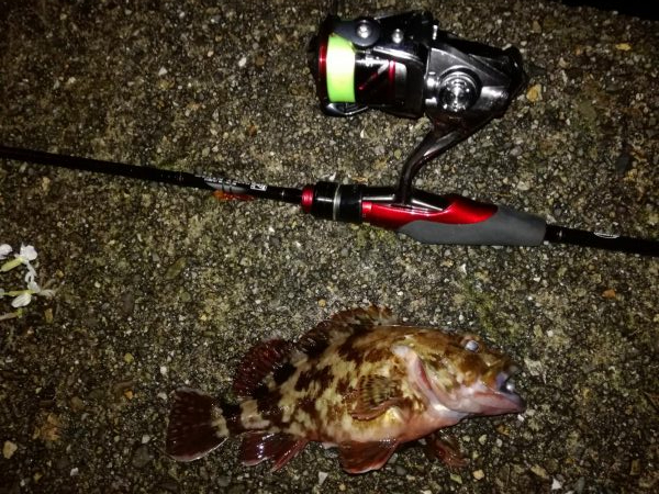 アジングのつもりでしたが