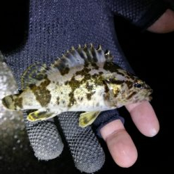 南港フェリーヘチ釣り （GW1日目～ 小チヌ,根魚の釣果有り）