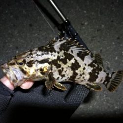 南港カモメ大橋 釣行 (GW3日目~ 小キビレチヌ,根魚の釣果有り)