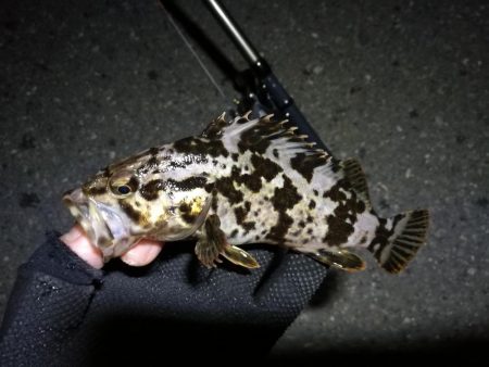 南港カモメ大橋 釣行 (GW3日目~ 小キビレチヌ,根魚の釣果有り)