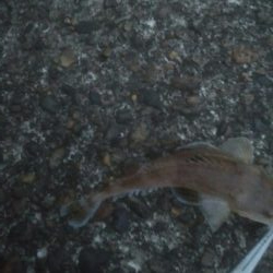 小マゴチが釣れました。。。