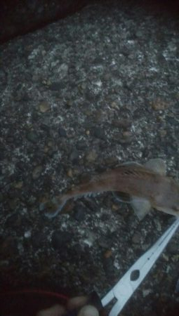 小マゴチが釣れました。。。